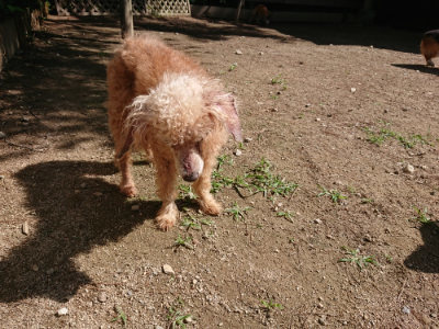 f:id:roukenhome-ann:20190613143832j:plain
