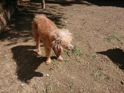 f:id:roukenhome-ann:20190613143851j:plain