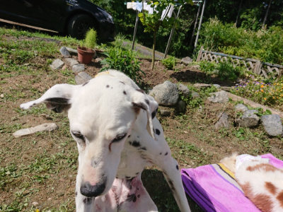 f:id:roukenhome-ann:20190613145639j:plain