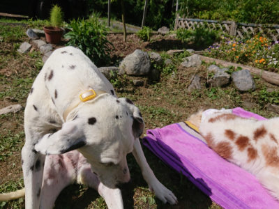 f:id:roukenhome-ann:20190613145645j:plain