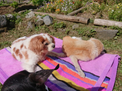 f:id:roukenhome-ann:20190613145700j:plain