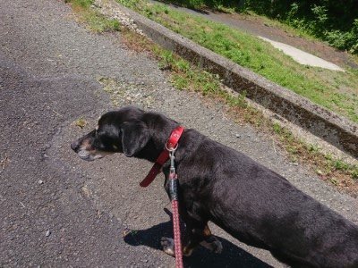 f:id:roukenhome-ann:20190613152040j:plain