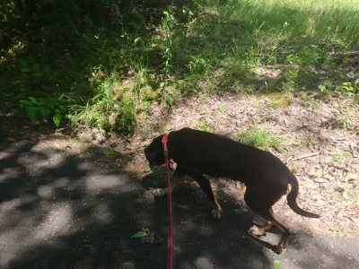 f:id:roukenhome-ann:20190613152059j:plain