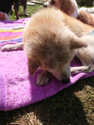 f:id:roukenhome-ann:20190613152243j:plain