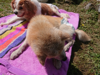 f:id:roukenhome-ann:20190613152404j:plain