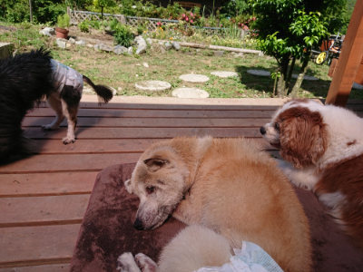 f:id:roukenhome-ann:20190613153204j:plain