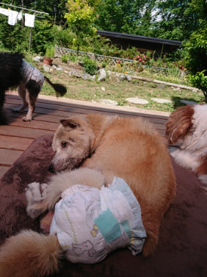 f:id:roukenhome-ann:20190613153220j:plain