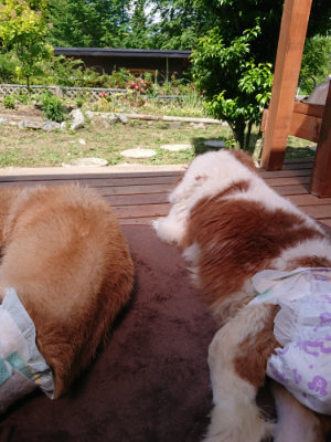 f:id:roukenhome-ann:20190613153235j:plain
