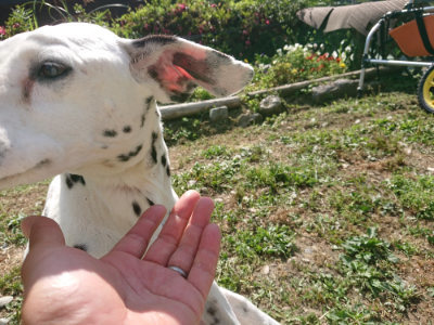 f:id:roukenhome-ann:20190613201321j:plain