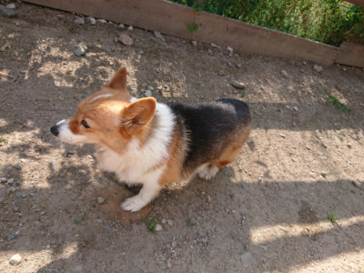 f:id:roukenhome-ann:20190613201518j:plain