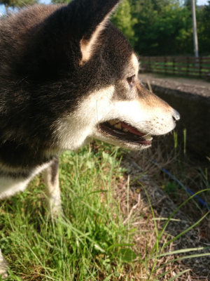 f:id:roukenhome-ann:20190613203112j:plain