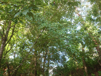 f:id:roukenhome-ann:20190613203252j:plain