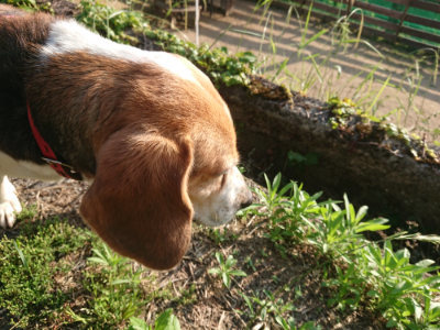 f:id:roukenhome-ann:20190613203356j:plain