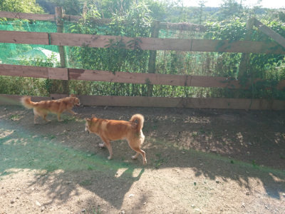 f:id:roukenhome-ann:20190613203416j:plain