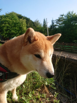 f:id:roukenhome-ann:20190613203635j:plain