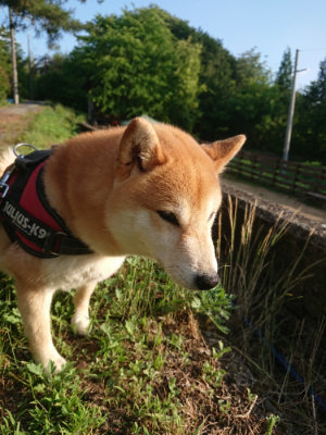 f:id:roukenhome-ann:20190613203643j:plain