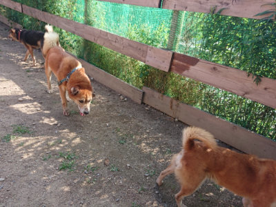 f:id:roukenhome-ann:20190613203700j:plain