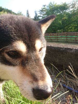 f:id:roukenhome-ann:20190613203715j:plain