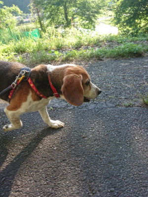 f:id:roukenhome-ann:20190613203739j:plain