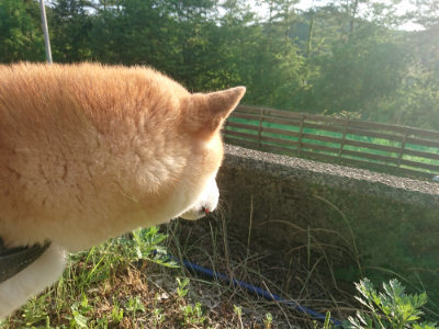 f:id:roukenhome-ann:20190613203745j:plain