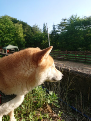 f:id:roukenhome-ann:20190613203750j:plain