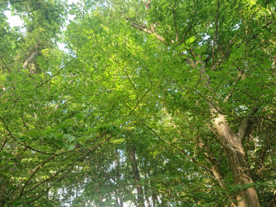 f:id:roukenhome-ann:20190613203816j:plain