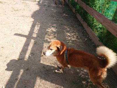 f:id:roukenhome-ann:20190613203835j:plain