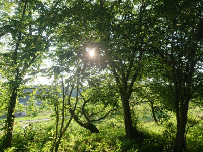 f:id:roukenhome-ann:20190613203846j:plain