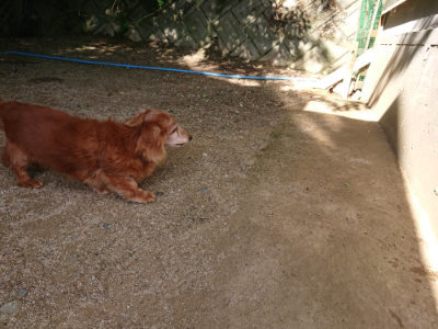 f:id:roukenhome-ann:20190613203852j:plain