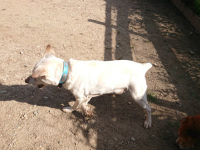 f:id:roukenhome-ann:20190613203931j:plain