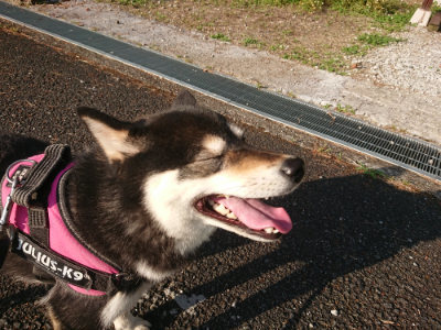 f:id:roukenhome-ann:20190613204119j:plain