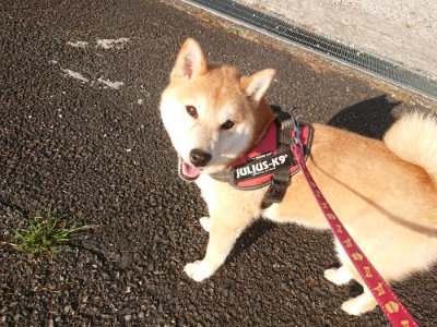 f:id:roukenhome-ann:20190613204135j:plain