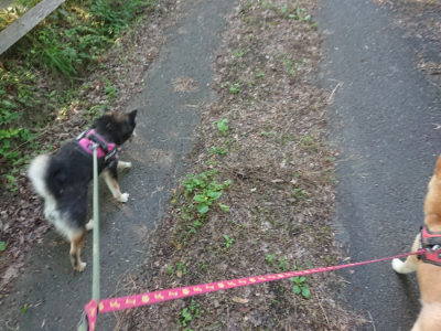 f:id:roukenhome-ann:20190613204302j:plain