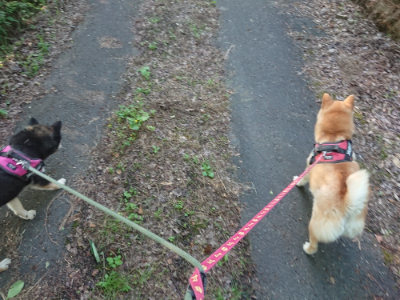 f:id:roukenhome-ann:20190613204337j:plain