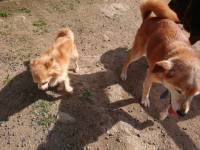 f:id:roukenhome-ann:20190613205913j:plain