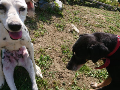 f:id:roukenhome-ann:20190614132626j:plain