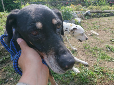 f:id:roukenhome-ann:20190614132659j:plain