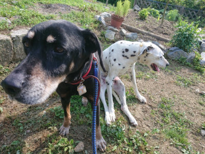 f:id:roukenhome-ann:20190614132723j:plain