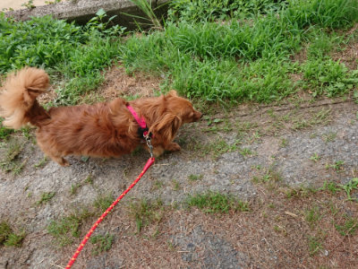 f:id:roukenhome-ann:20190614133817j:plain