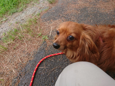 f:id:roukenhome-ann:20190614133821j:plain