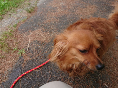 f:id:roukenhome-ann:20190614133826j:plain