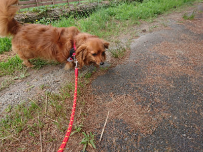 f:id:roukenhome-ann:20190614133830j:plain