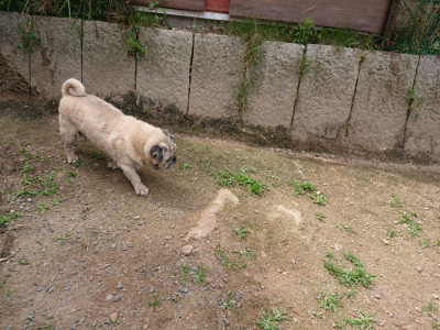 f:id:roukenhome-ann:20190614134309j:plain