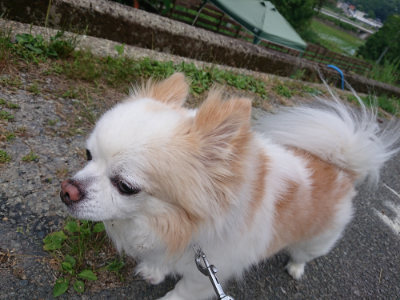 f:id:roukenhome-ann:20190614134420j:plain