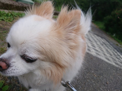 f:id:roukenhome-ann:20190614134425j:plain