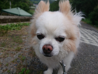f:id:roukenhome-ann:20190614134431j:plain