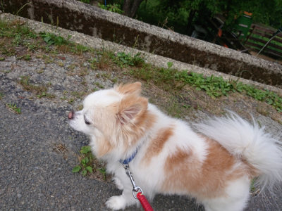 f:id:roukenhome-ann:20190614134436j:plain