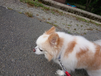 f:id:roukenhome-ann:20190614134445j:plain