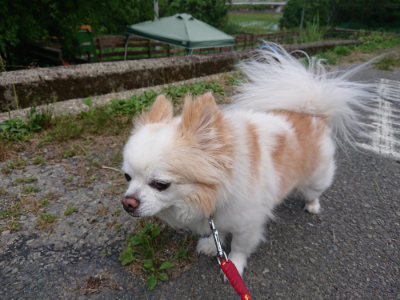 f:id:roukenhome-ann:20190614134453j:plain