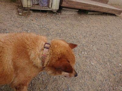 f:id:roukenhome-ann:20190614134536j:plain